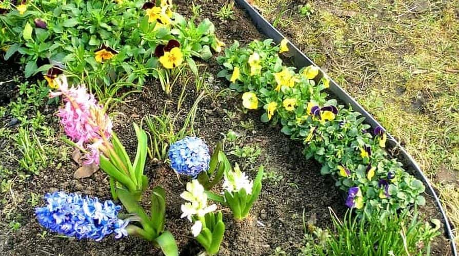 Neviditeľné obrubníky okolo záhonu s výsadbou